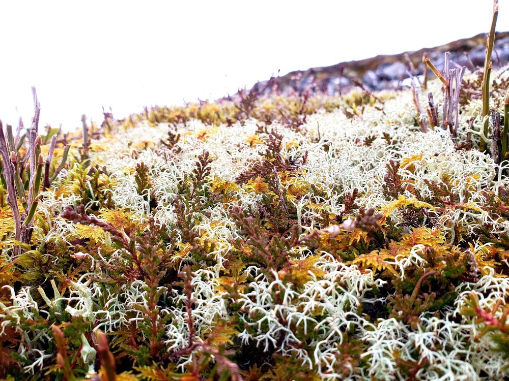 The lichen that reindeer love to eat.