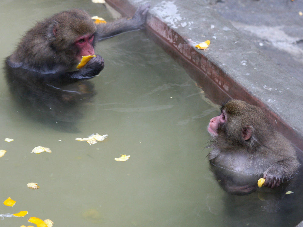 Monkeys sit in an orange spa for the winter solstice at the Ueno zoo in Tokyo in 2007. Orange spas are a Japanese winter solstice tradition.