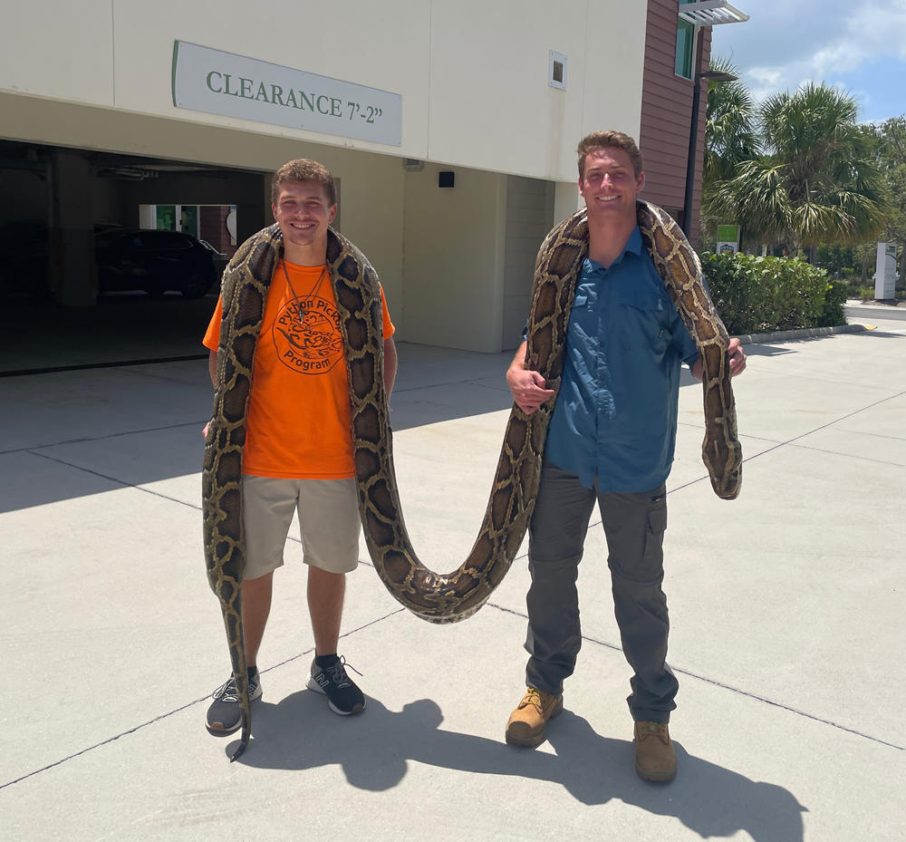 Stephen Gauta (left) and Jake Waleri brought the 19-foot python to the Conservancy of Southwest Florida in Naples, Fla., to have it measured and donated for studies.