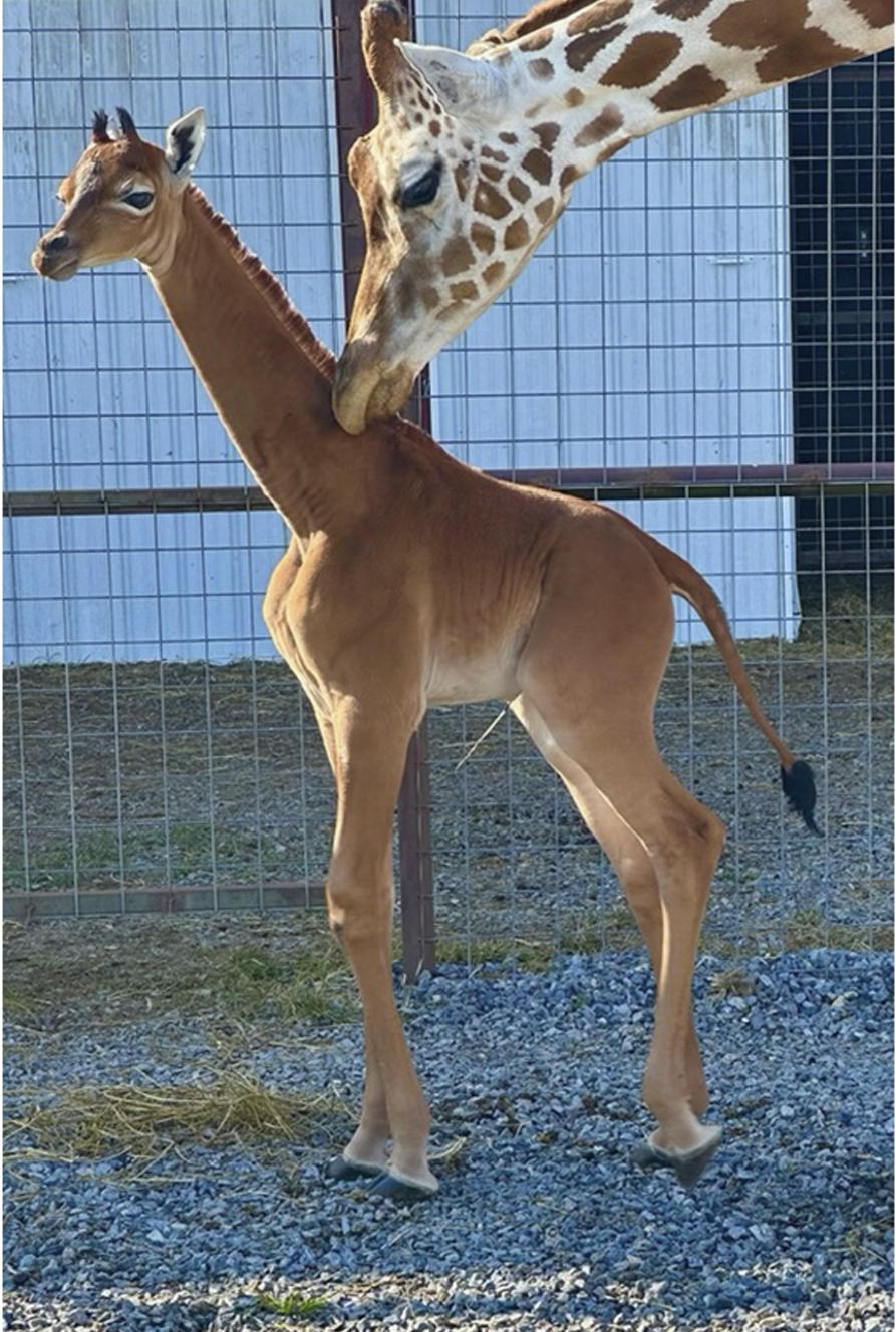 A reticulated giraffe was born without spots at Brights Zoo in northeastern Tennessee at the end of July. The zoo is asking the public to cast their vote on what to name her.