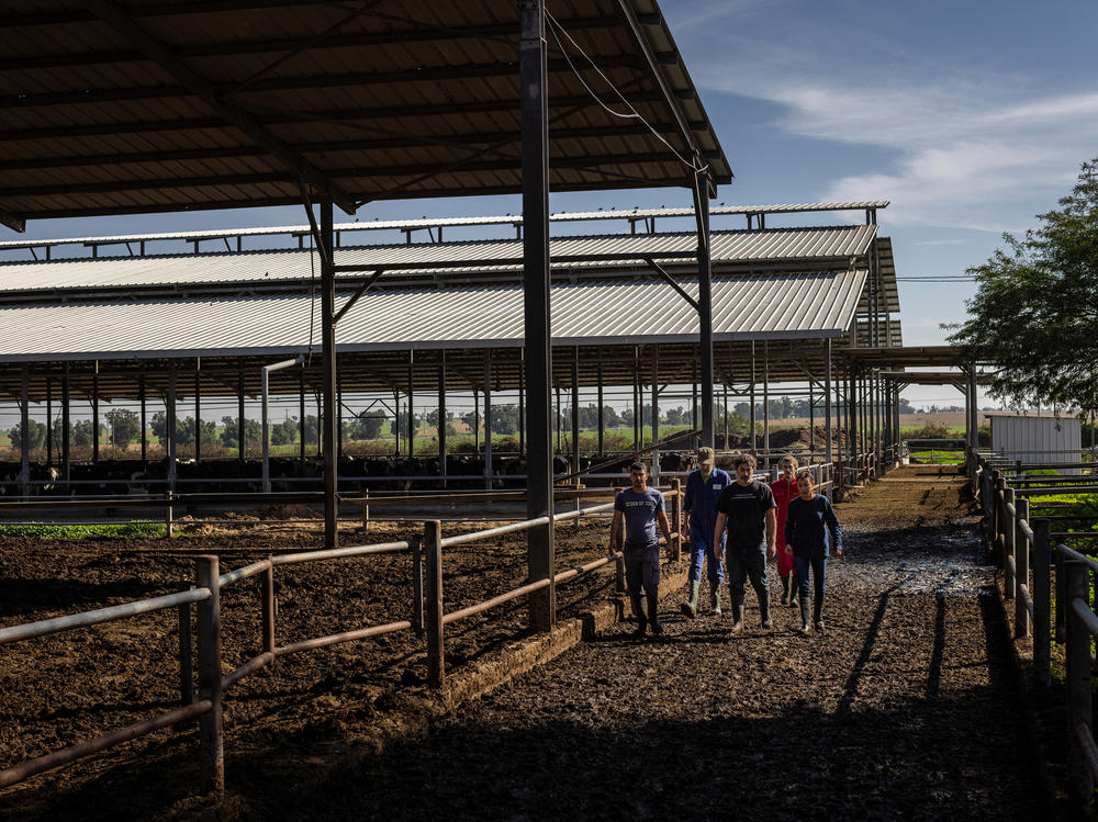Volunteers work at a dairy farm near Nir Oz, one of the communities attacked on Oct. 7 by Hamas militants, in southern Israel on Wednesday. People from Israel and around the world have been rotating in to volunteer at the farm, helping fill the gap left by the workers who are no longer here.