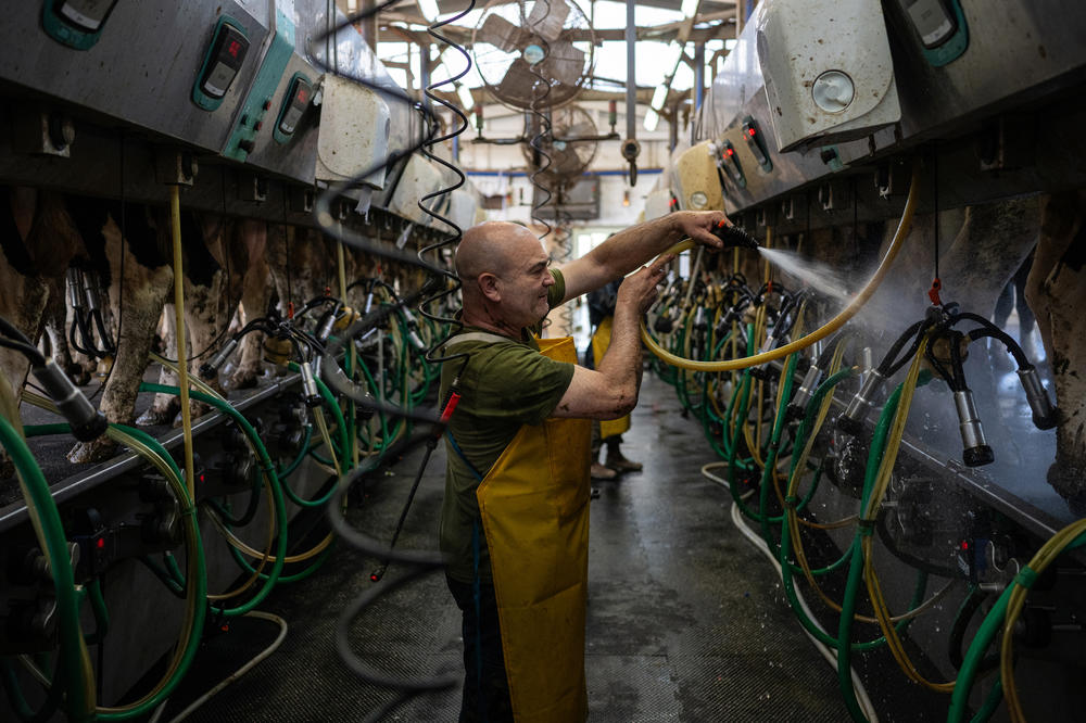 Shmulik Itzhaki volunteers in the milking parlor. He says he's happy to pitch in for as long as he can.