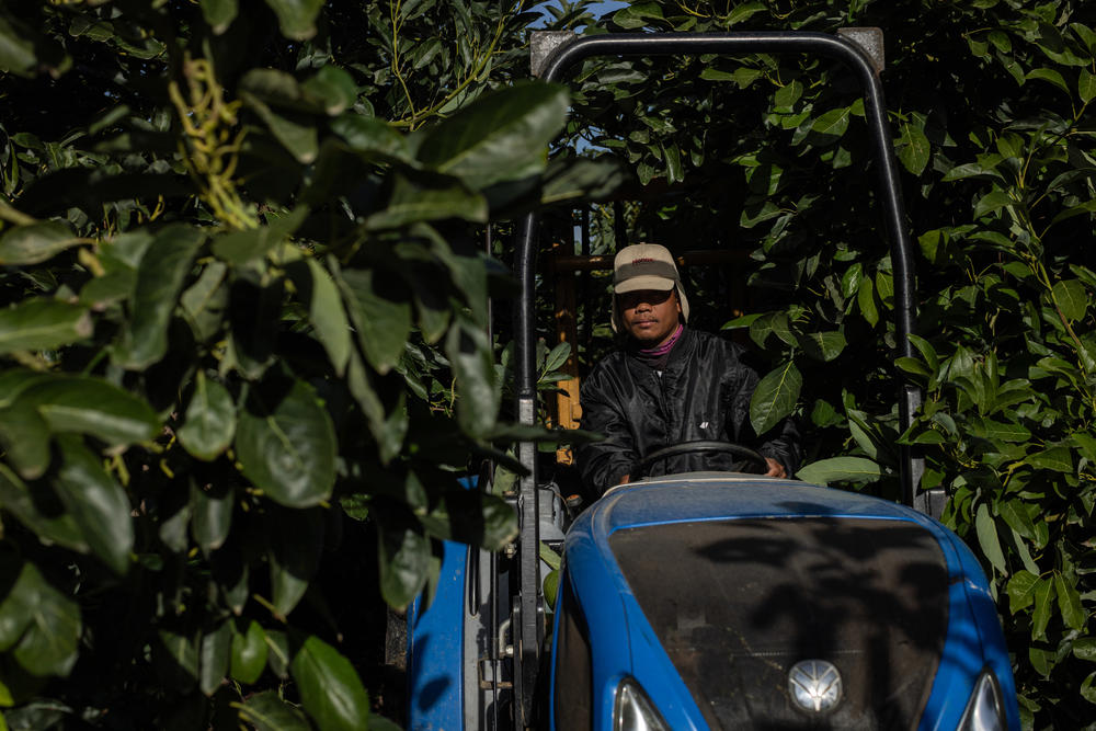 A worker from Thailand drives a tractor on an avocado and citrus farm. Many Thai workers left the farm following the attacks on Oct. 7.