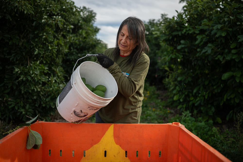 Volunteer Ilana Menache empties a bucket of avocados into a container on a farm near the border with Gaza.