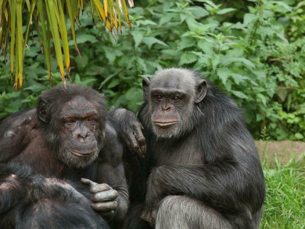 Chimpanzees and bonobos recognize photos of groupmates they haven't seen for more than 25 years, and respond even more enthusiastically to pictures of their friends, a new study finds.
