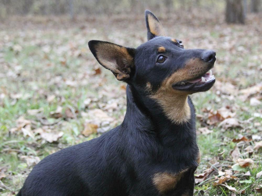 Lex, a Lancashire heeler, sits at attention Friday in Morristown, N.J. The Lancashire heeler is the latest breed recognized by the American Kennel Club.