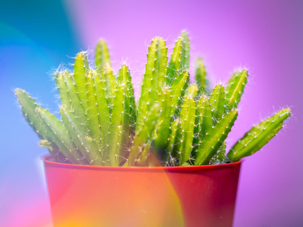Curse the prickly spines or celebrate the low-maintenance loveliness? One approach builds resilience.