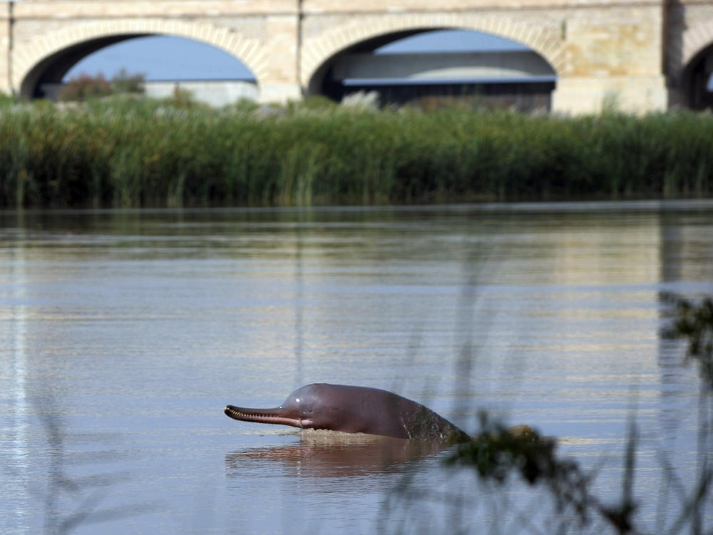 A dolphin swims along the Indus river in the southern Pakistani city of Sukkur. Local legend has it that Pakistan's Indus River dolphin was once a woman, transformed by a curse from a holy man angry that she forgot to feed him one day. This endangered species is seeing numbers revive, with fisherfolk playing a role as citizen-scientists.
