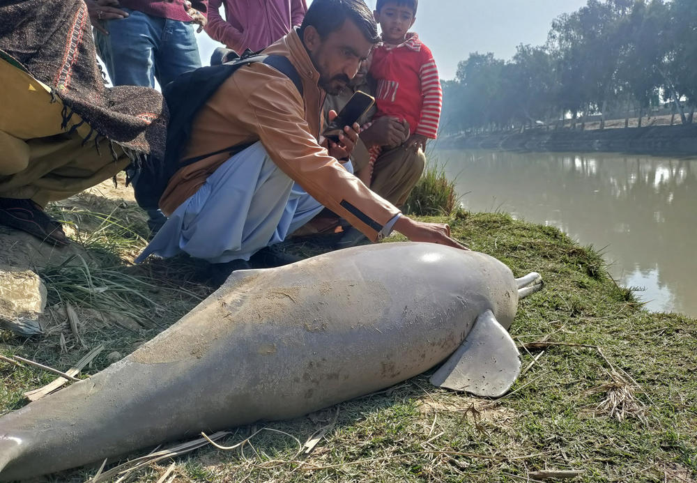 This dolphin died after being stranded in the shallow waters of the Indus River.