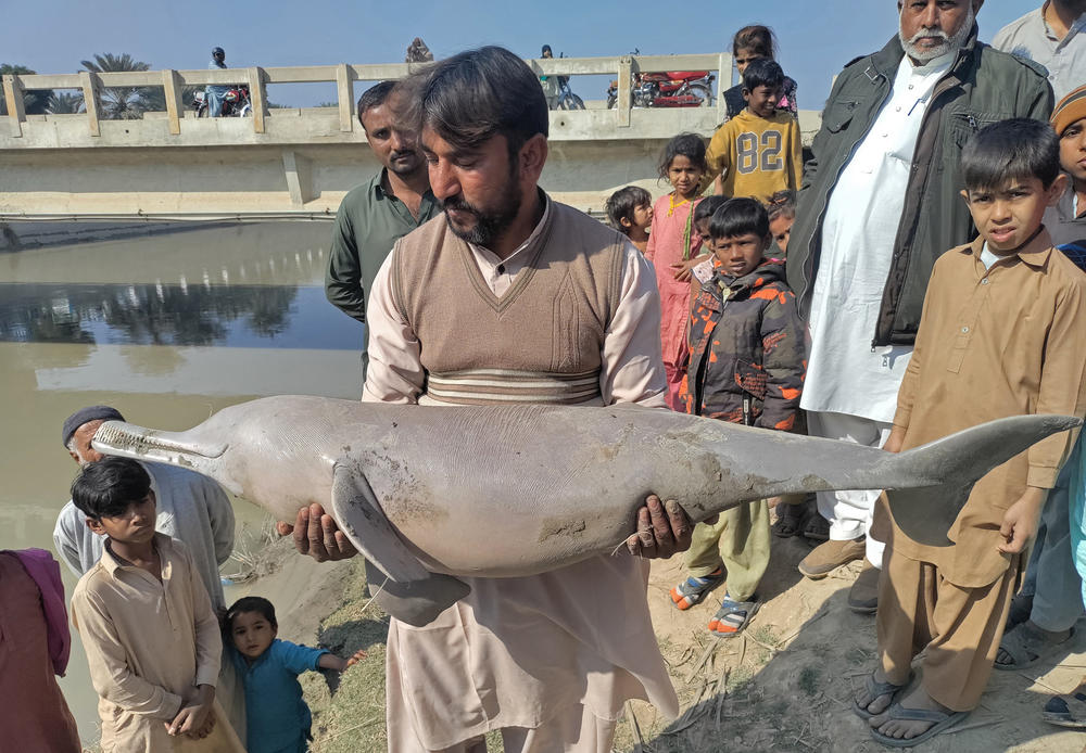 A resident carries a female dolphin after it died stranded in the shallow waters of Pakistan's river Indus in Sukkar.