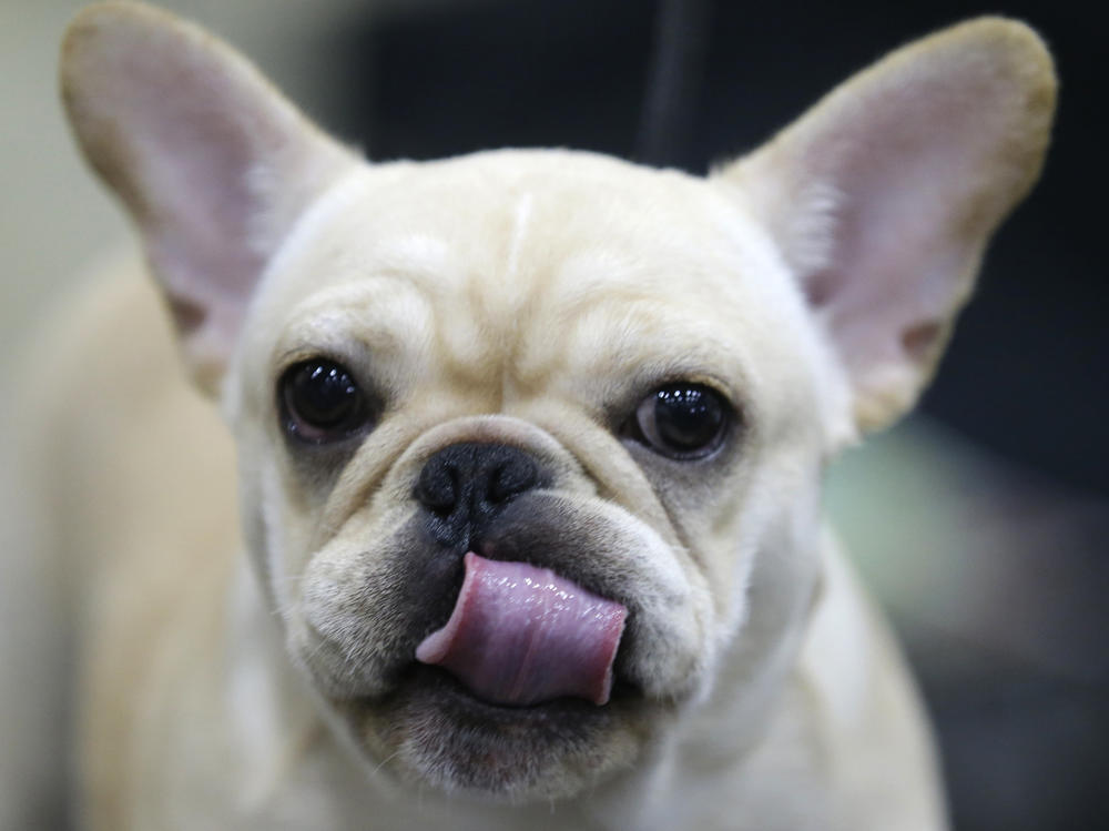 A French bulldog licks her mouth before being groomed.