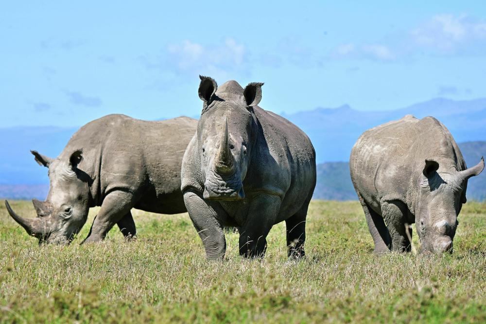 A trio of white rhinos grazes at Ol Pejeta Conservancy in Nanyuki, Kenya, in 2019. The conservancy shelters endangered giant animals.