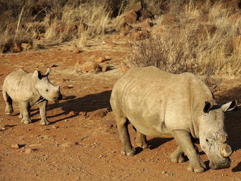 A black dehorned rhinoceros is followed by a calf at South Africa's Bona Bona game reserve in 2012.