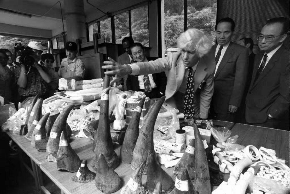 Esmond Martin, a United Nations special envoy, inspects confiscated rhino horns, elephant tusks and ivory objects at the Taipei Zoo in Taiwan before the illegal goods were incinerated publicly to demonstrate the government's commitment to protecting wildlife in 1993.