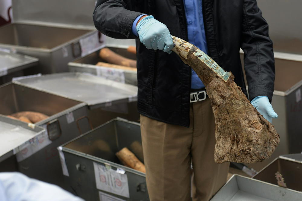 A seized rhino horn is shown during the destruction of a stockpile of ivory and rhino horn in Hanoi, Vietnam, in 2016. More than 2 tons of ivory and 154 pounds of rhino horn were crushed and burned on the outskirts of Hanoi to deter the illegal market of ivory and rhino horns.