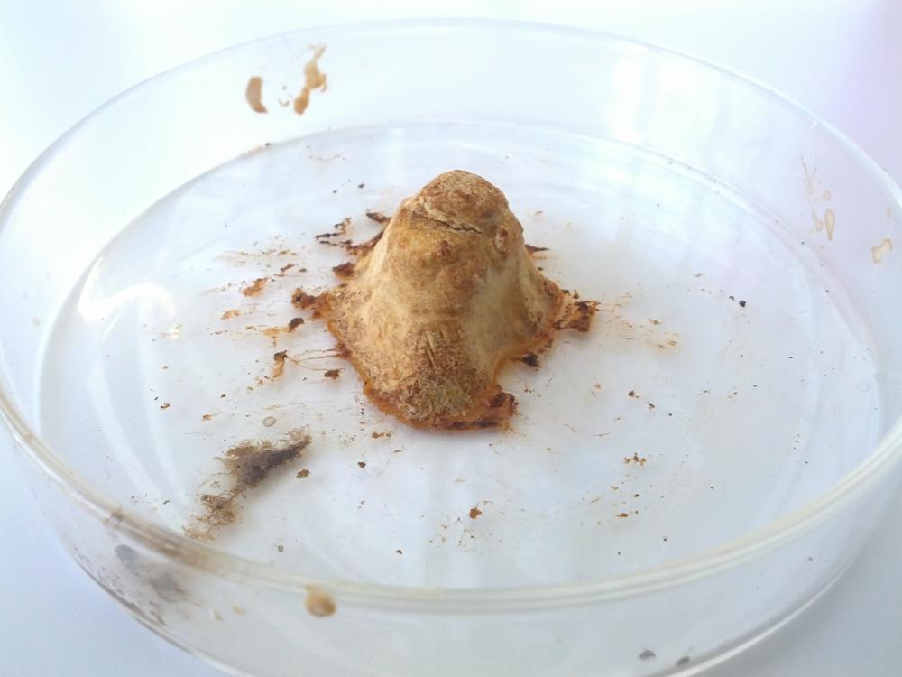 An early synthetic rhino horn prototype created by Matthew Markus and his team at Pembient.