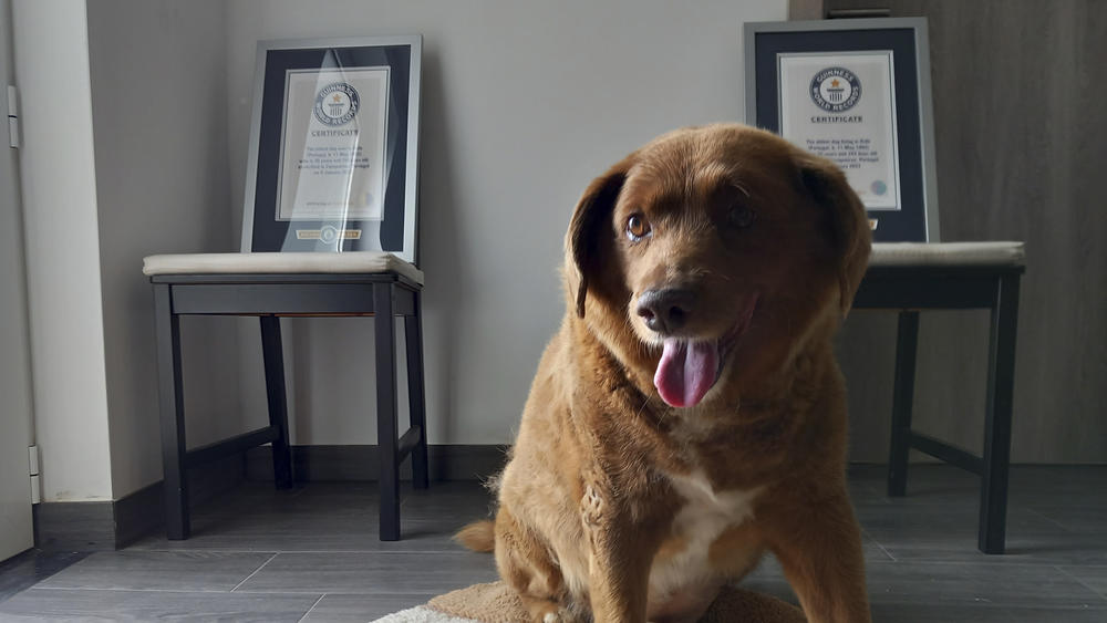 As of Tuesday, Guinness World Record said it is reviewing evidence of Bobi's lifespan, while also looking for new information and 