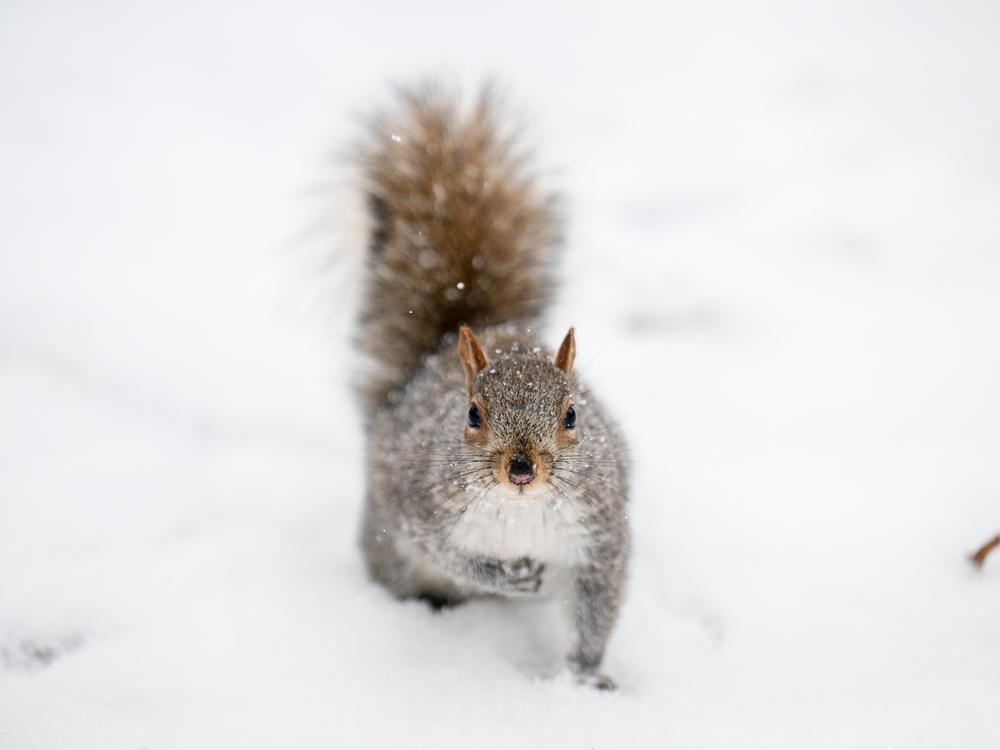 Is the series of snowy storms in North America making you a little ... um ... squirrely? Well imagine if this was the first time you ever saw snow in your life! We reached out to people in the Global South and other parts to share their stories of the first time they saw snow.
