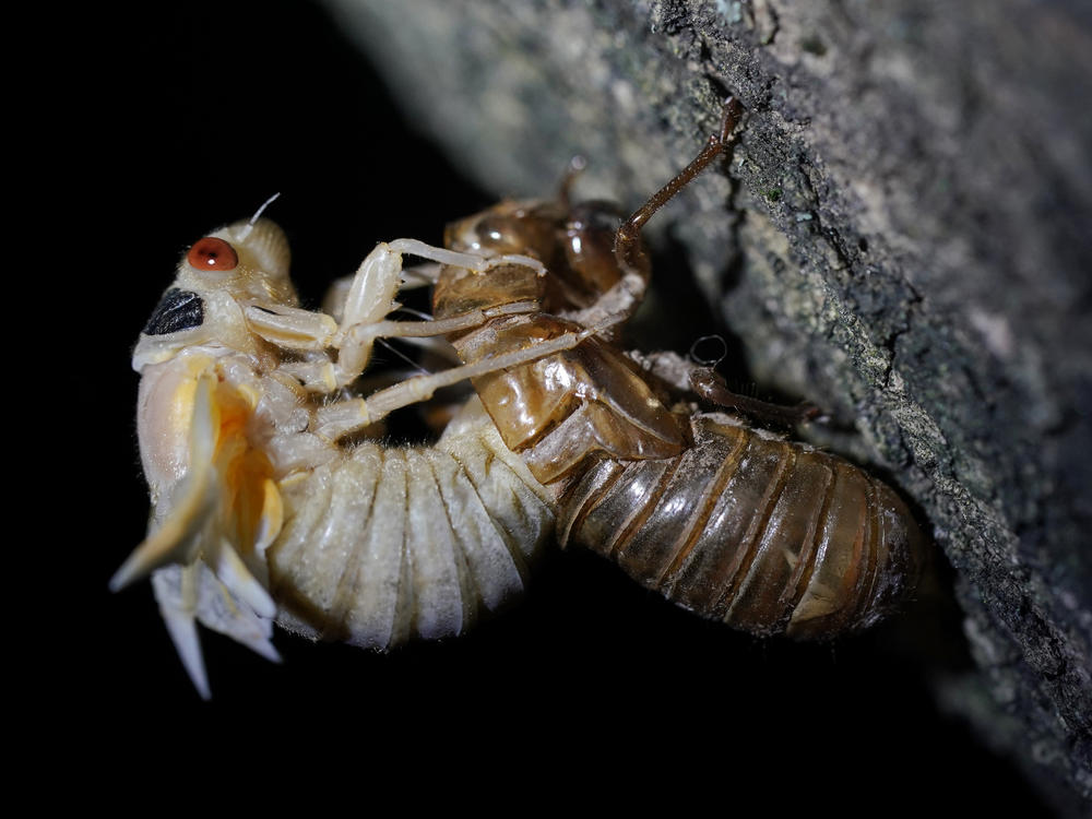 A cicada sheds its nymph shell in Chevy Chase, Md., during the emergence of Brood X in May 2021.