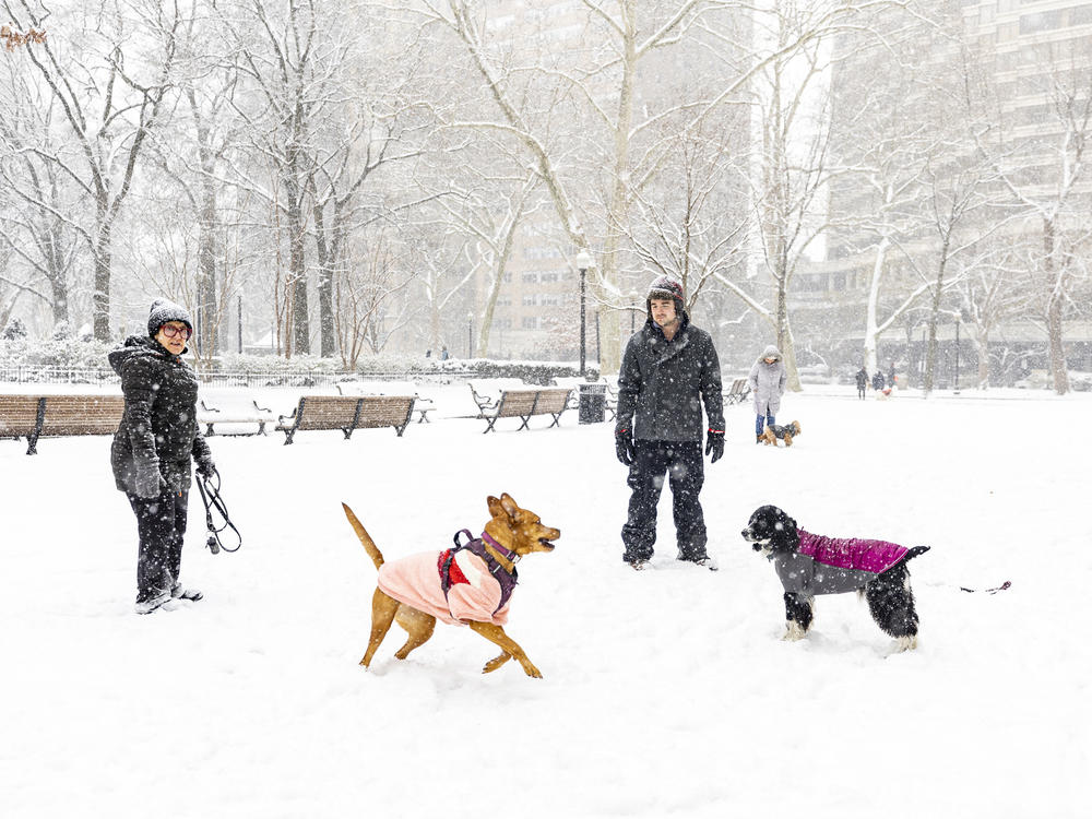 Connor Hornibrook, center right, and his dog Ellie enjoy the fresh snow with Annette Fierro and her dog Twyla at Rittenhouse Square in Philadelphia on Friday, Jan. 19, 2024.