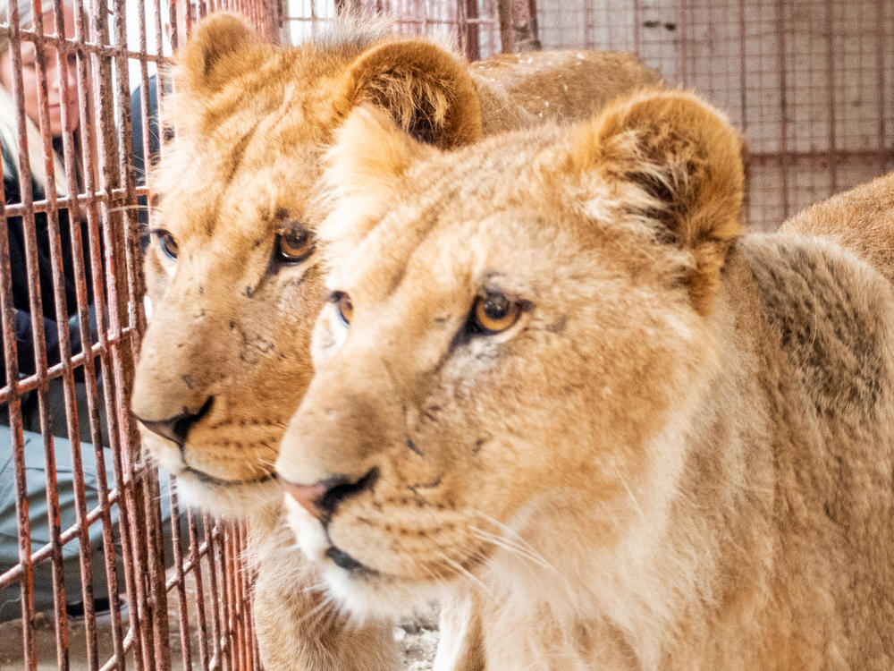 Gaza Strip, Rafah | April 2019| Impressions the Rafah Zoo before the start of the most recent war in Gaza