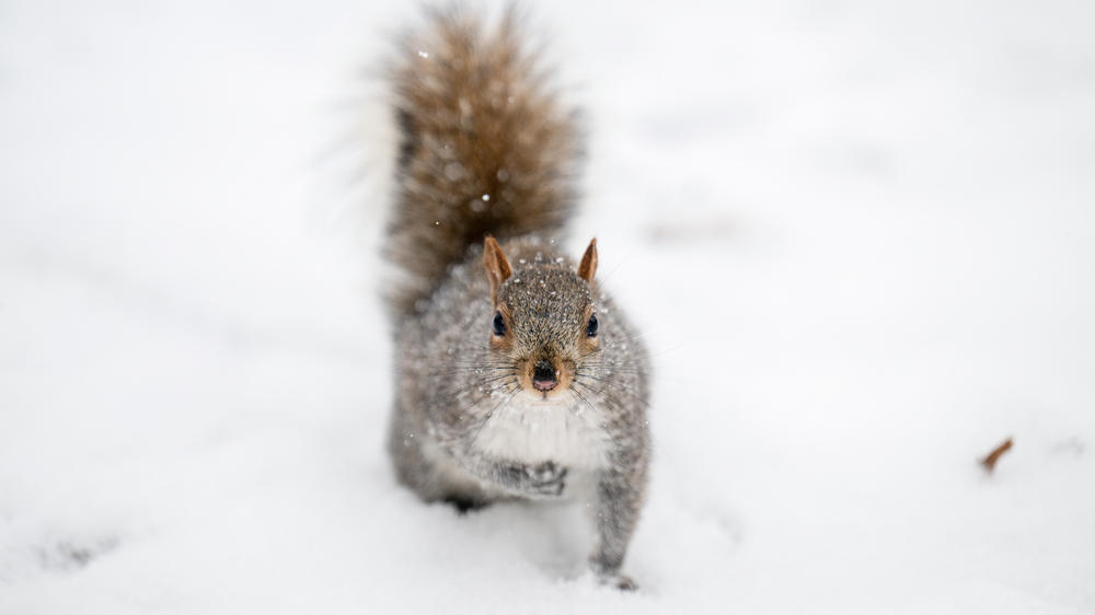 Is the series of snowy storms in North America making you a little ... um ... squirrely? Well imagine if this was the first time you ever saw snow in your life! We reached out to people in the Global South and other parts to share their stories of the first time they saw snow.