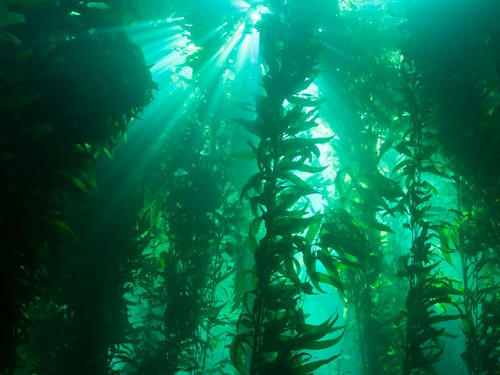 Kelp forests are tiered like terrestrial rainforests and serve as key habitats for many marine animals.