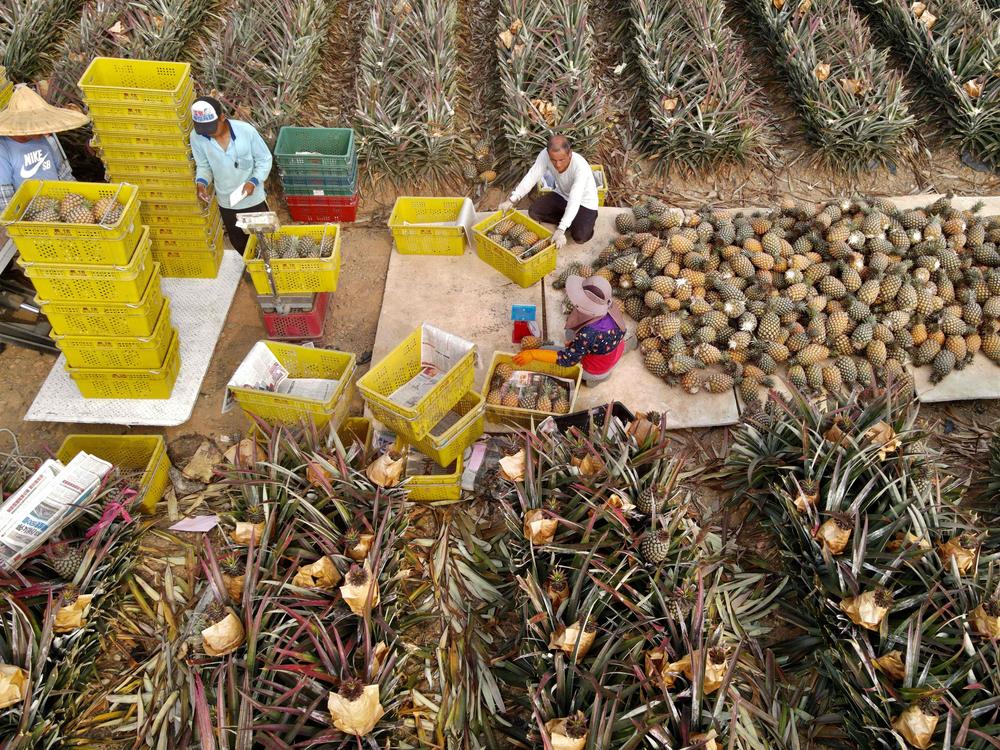 This aerial photo taken on March 16, 2021, shows farmers harvesting pineapples in Pingtung county in southern Taiwan.