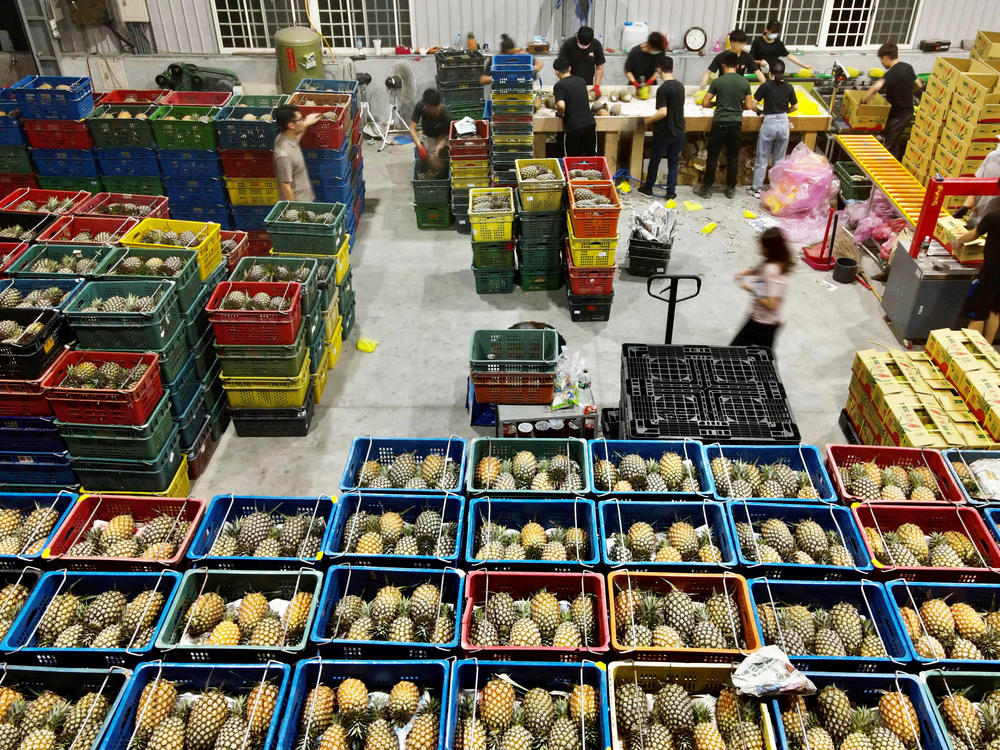This aerial photo taken in March 2021 shows crates of pineapples being sorted at a warehouse in Taiwan.