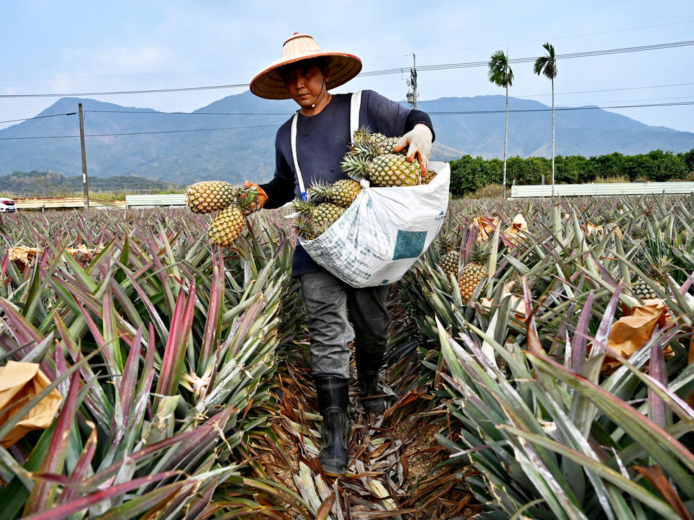 Taiwan is looking to further restrict which seeds and saplings can be brought out of the island after accusing China of taking a pineapple cultivar developed in Taiwan.