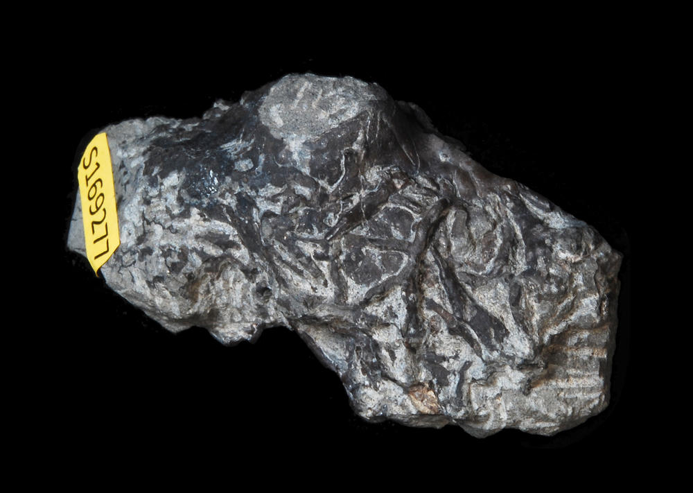A fossil showing kelp 'holdfasts,' the root-like structures that serve to tether the algae to the seafloor.