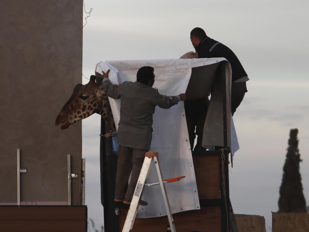 Workers prepare Benito the giraffe for transport at the city-run Central Park Zoo in Ciudad Juarez, Mexico, Sunday. After a campaign by environmentalists, Benito left Mexico's northern border and its extreme weather conditions Sunday night and headed for a conservation park in central Mexico.