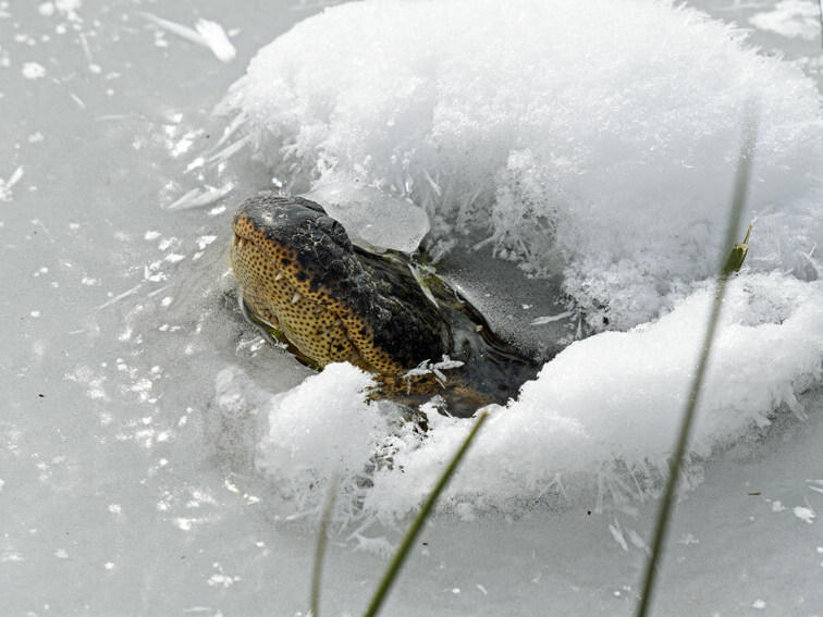 During the winter months, American alligators go into a state of brumation, the cold-blooded version of hibernation.