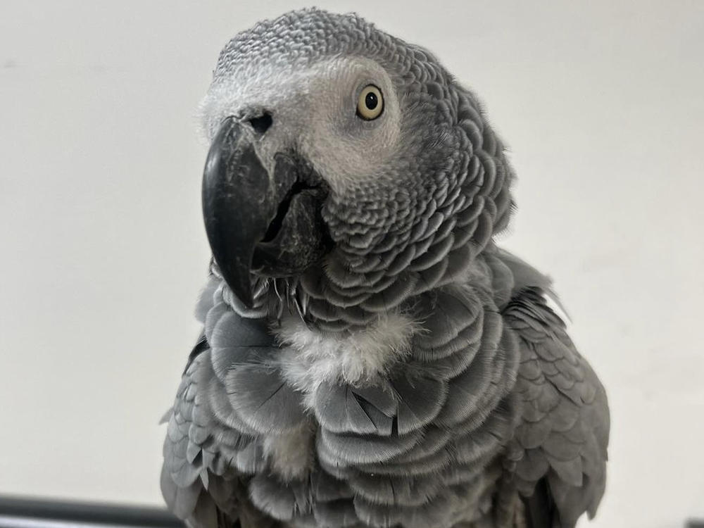 Foul-mouthed parrots at an animal park in England have become an attraction in their own right — but staff still do their best to shield young visitors from the birds' profanities.