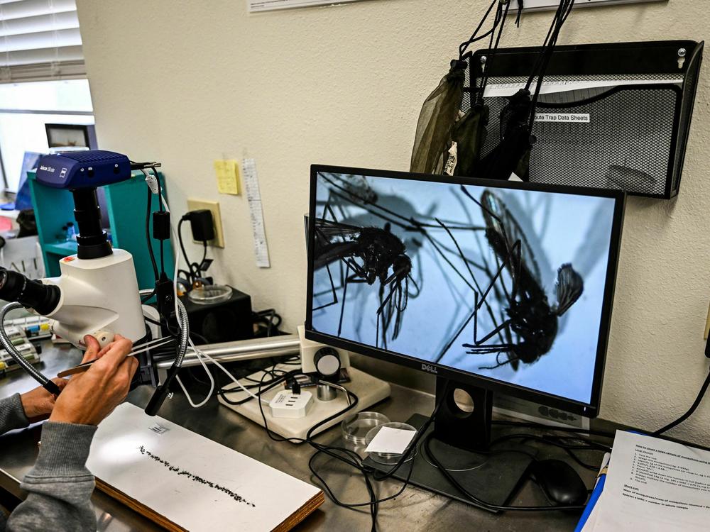 Health officials at Sarasota County Mosquito Management Services study specimens of anopheles mosquitoes that cause malaria, in Sarasota, Fla. on June 30, 2023. The U.S. Centers for Disease Control and Prevention issued an alert after five cases of malaria were confirmed, the first locally acquired cases of the disease in the United States in 20 years.