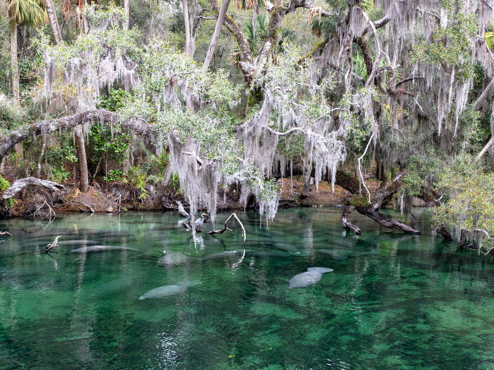 Manatees are generally solitary creatures, but tend to gather at warm water sites in the winter.