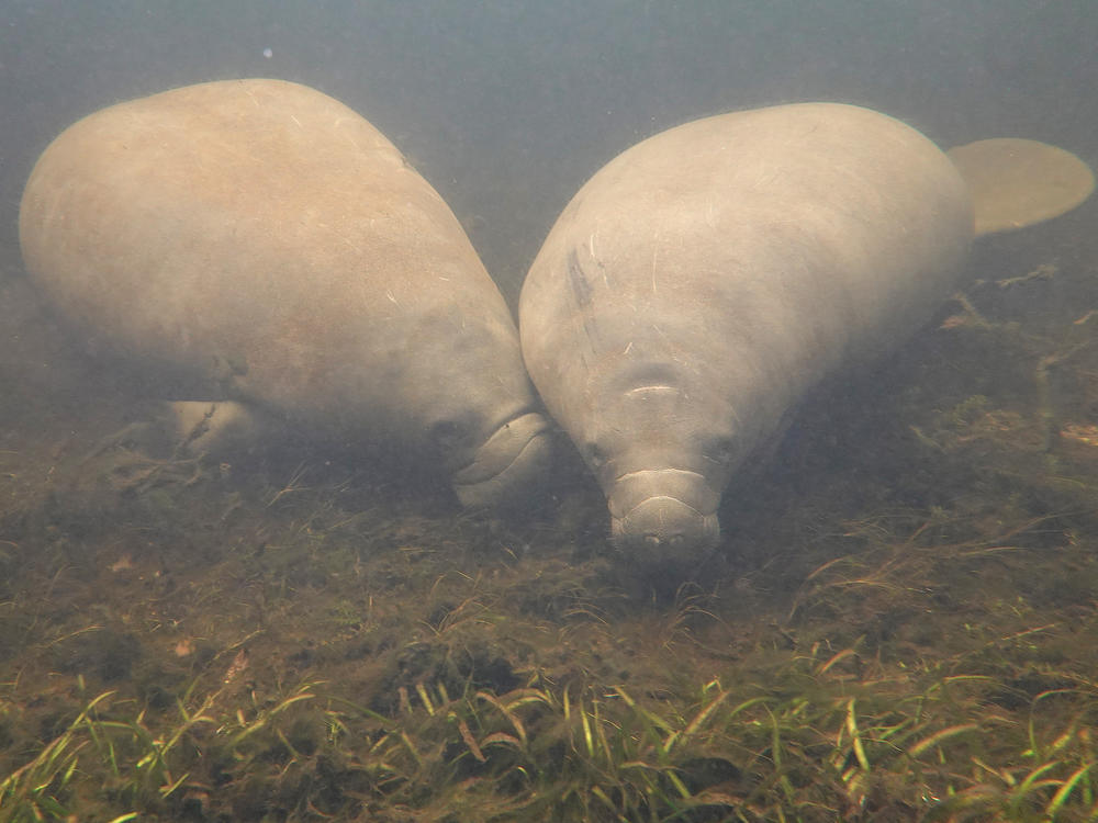 A manatee swims among seagrass in the Homosassa River on Oct. 5, 2021 in Homosassa, Fla.
