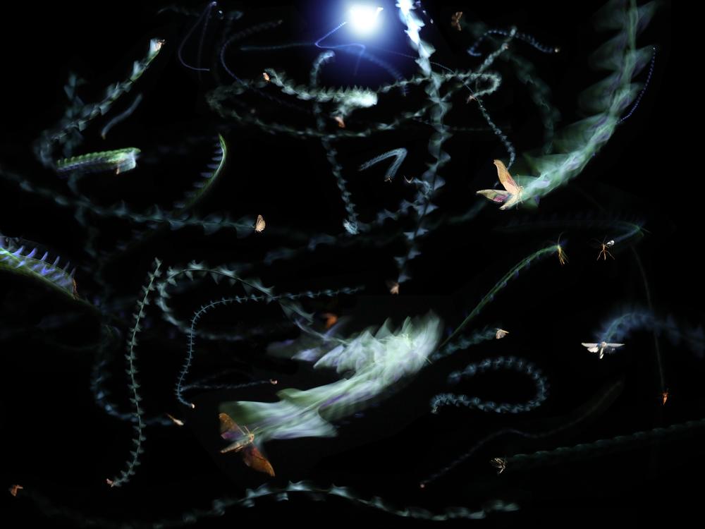 Wild insects display erratic flight patterns near an artificial light source. These patterns result in their becoming trapped and unable to leave.