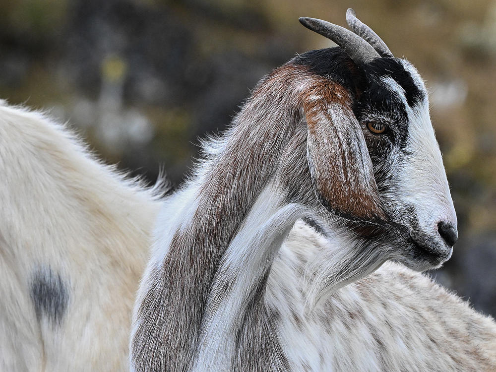 Goats, are you paying attention to our tone of voice? A new study tries to answer that question. It involved 27 goats, a loudspeaker and recordings of the phrase 