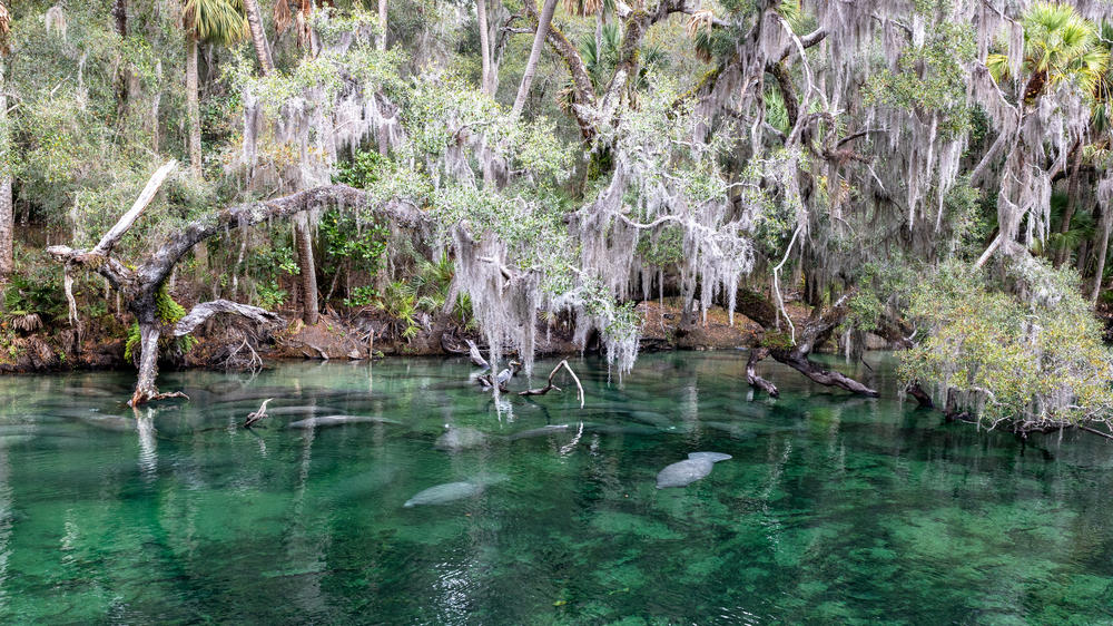 Manatees are generally solitary creatures, but tend to gather at warm water sites in the winter.