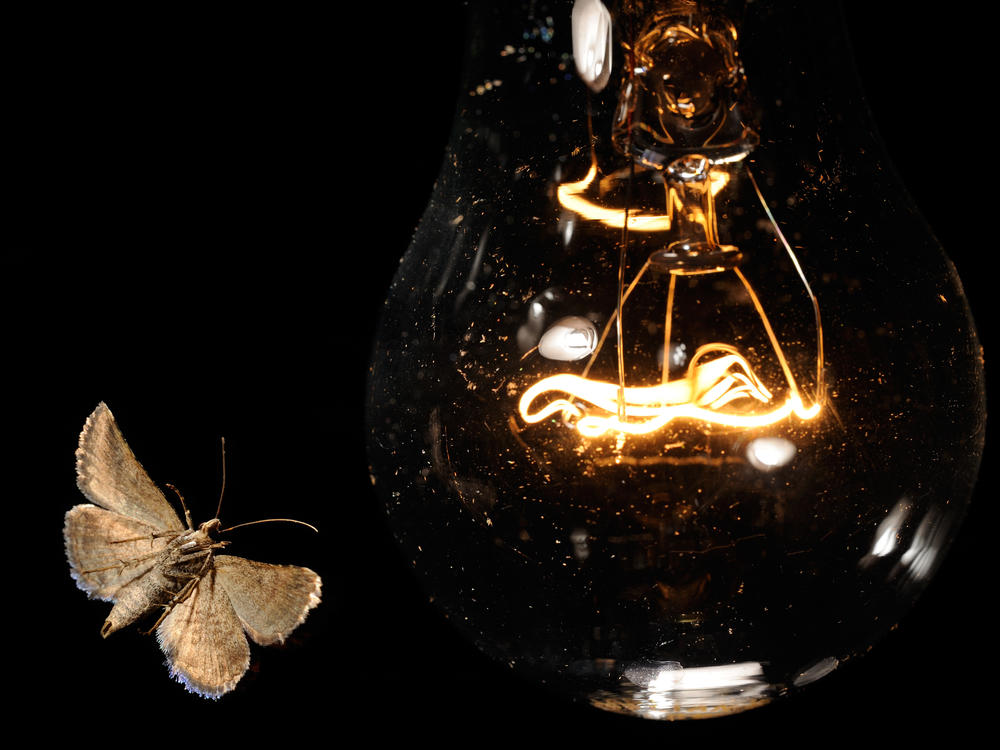 Scientists have found that artificial light can interfere with many insects' ability to position themselves relative to the sky.