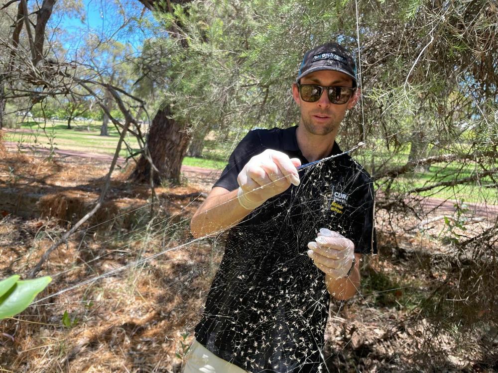 Josh Newton, a Ph.D. student in genetic biodiversity at Curtin University in Perth, Australia, collects a golden orb weaving spider's web.