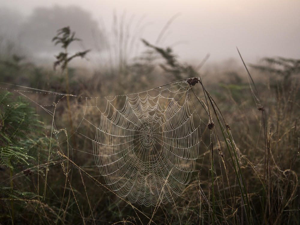 Spiderwebs can act as air filters that catch environmental DNA from terrestrial vertebrates, scientists say.