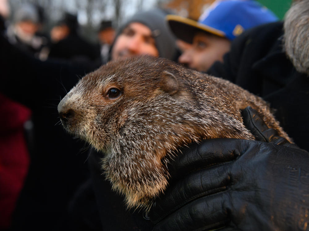 Punxsutawney Phil is the most famous of the weather-predicting rodents that emerge on Groundhog Day — but in some areas, female groundhogs are the ones making the call.