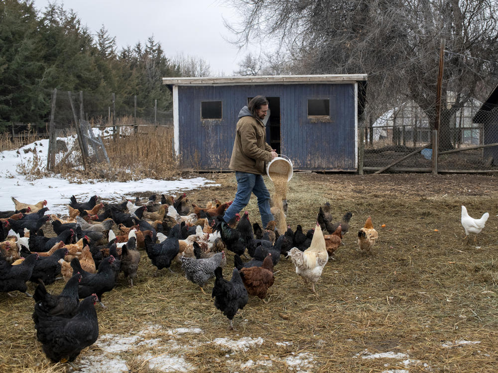 Mark Guttridge, farmer and co-owner at Ollin Farms, feeds the chickens. The farm benefits from a county program that helps small growers get their produce to more people.