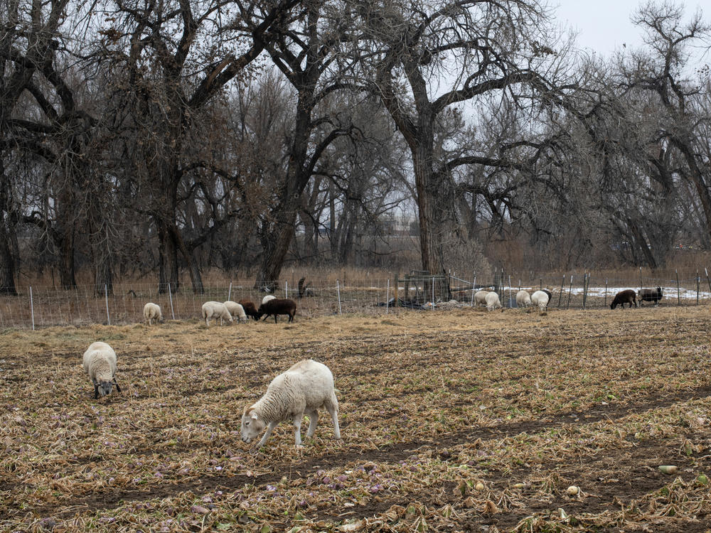 Ollin Farms received a grant from the county to buy moveable fences, so they could rotate their livestock. As the sheep graze, they leave behind manure that enriches the soil for future crops.