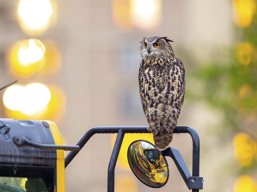 This photo provided by David Lei shows Flaco the owl on April 28, 2023, in New York. As Flaco enters his second year in the spotlight, it can be easy to forget that his freedom is the result of a crime, one that has improbably remained unsolved for a year.