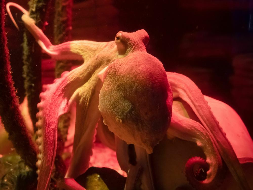 An octopus named Oktavius swims in Berlin's Sealife aquarium, July 20, 2021, marking his first birthday. The young octopus' tentacles spanned about two meters.
