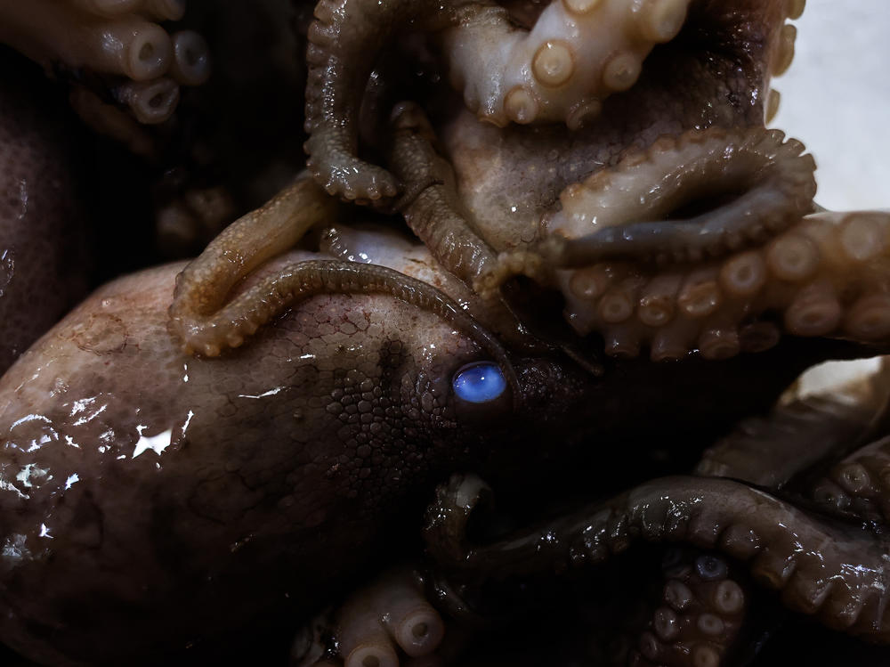 A Spanish seafood company says its octopus farm would benefit animals in the wild, citing growing demand for octopus meat. Here, an octopus is seen at the Get Fish market in Sydney, Australia, last December.