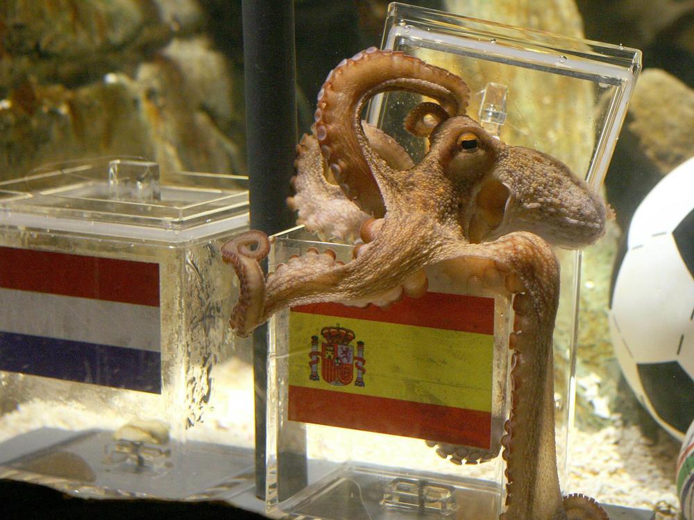 During the 2010 World Cup, an octopus named Paul became an international celebrity by predicting a number of big matches — including his choice of Spain as the eventual winner. He's seen here opening a box with decorated with a Spanish flag and a shell inside.